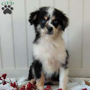 Jasper, Miniature Australian Shepherd Puppy