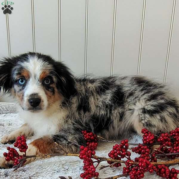 Beau, Miniature Australian Shepherd Puppy