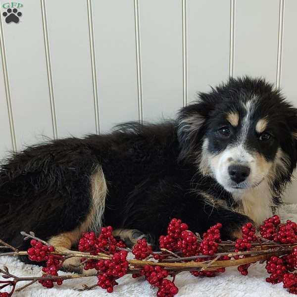 Blaze, Miniature Australian Shepherd Puppy