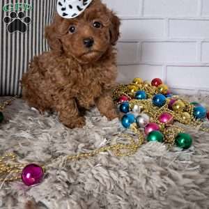 Theodore, Toy Poodle Puppy