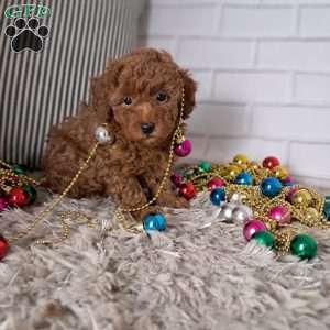 Theodore, Toy Poodle Puppy