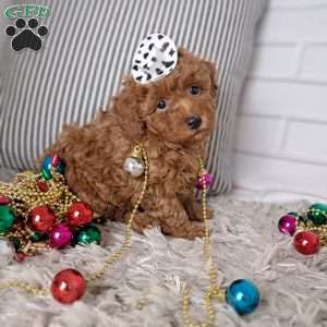 Theodore, Toy Poodle Puppy