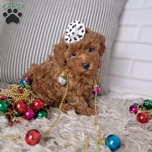 Theodore, Toy Poodle Puppy