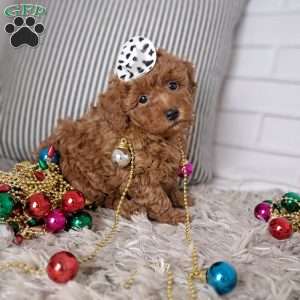 Theodore, Toy Poodle Puppy