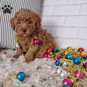 Theodore, Toy Poodle Puppy