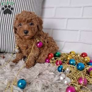 Theodore, Toy Poodle Puppy