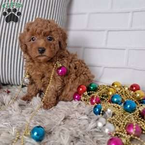 Theodore, Toy Poodle Puppy