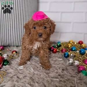 Ashley, Toy Poodle Puppy