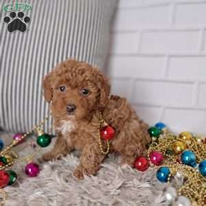 Ashley, Toy Poodle Puppy