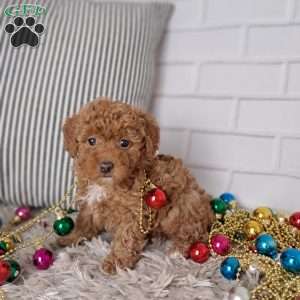 Ashley, Toy Poodle Puppy