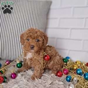 Ashley, Toy Poodle Puppy