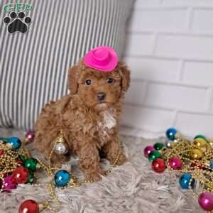 Ashley, Toy Poodle Puppy