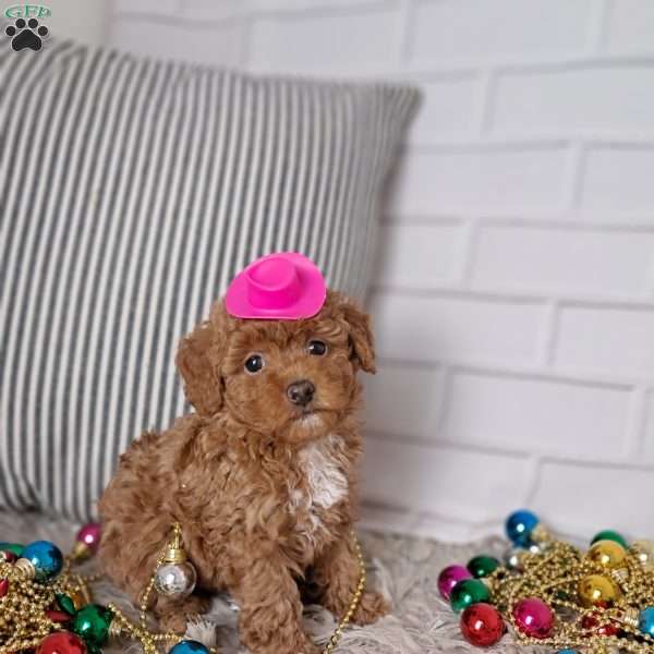 Ashley, Toy Poodle Puppy