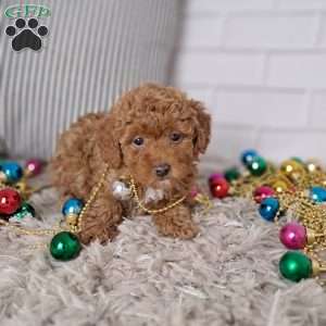 Ashley, Toy Poodle Puppy