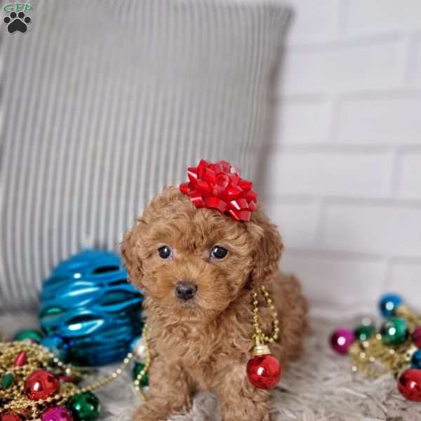 mia, Toy Poodle Puppy