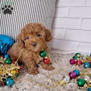 Holly, Toy Poodle Puppy