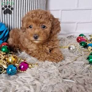 Holly, Toy Poodle Puppy