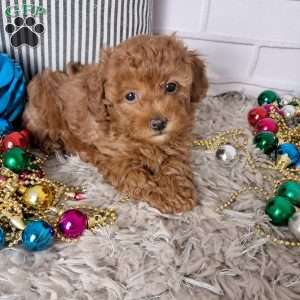 Holly, Toy Poodle Puppy