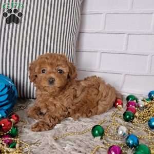 Holly, Toy Poodle Puppy