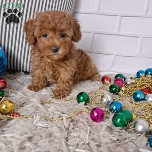 Holly, Toy Poodle Puppy