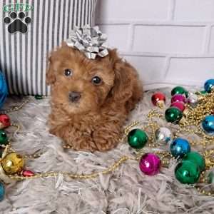 Holly, Toy Poodle Puppy