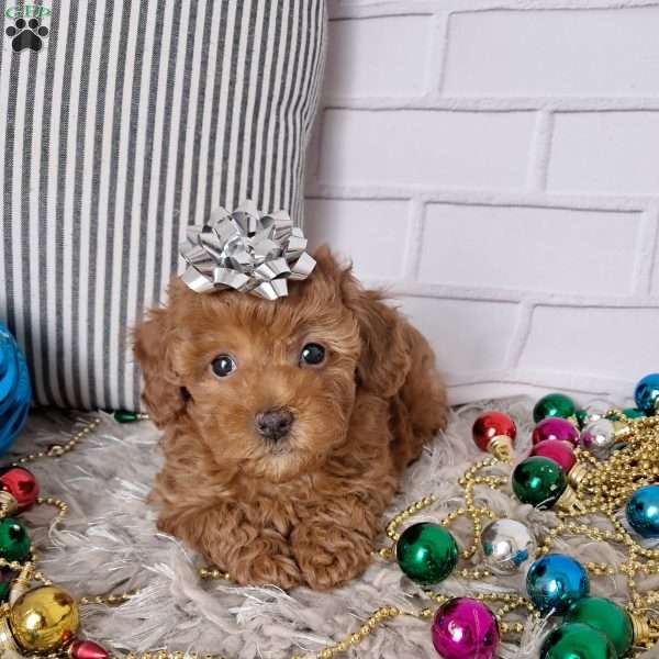 Holly, Toy Poodle Puppy