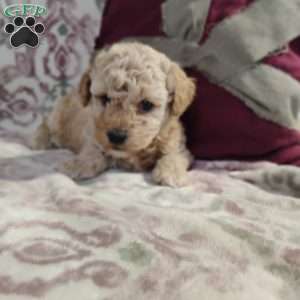 Nicholas, Miniature Poodle Mix Puppy