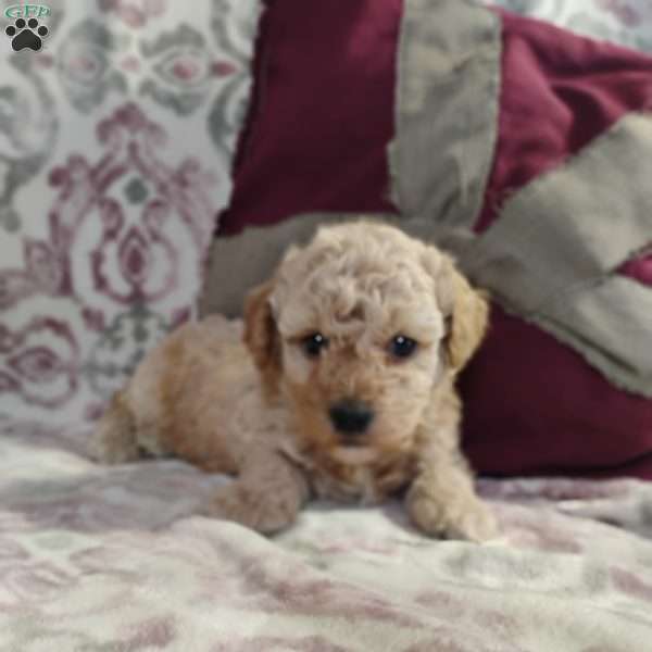 Nicholas, Miniature Poodle Mix Puppy