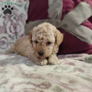 Nicholas, Miniature Poodle Mix Puppy