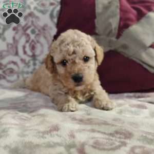 Nicholas, Miniature Poodle Mix Puppy