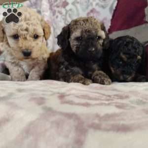 Nicholas, Miniature Poodle Mix Puppy