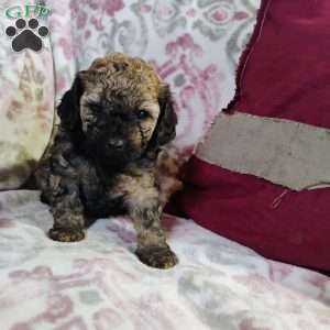 Noel, Miniature Poodle Mix Puppy