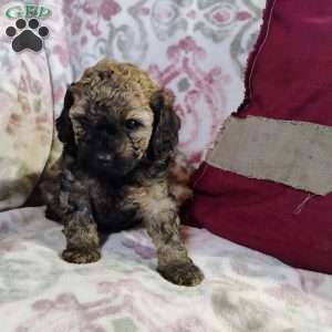 Noel, Miniature Poodle Mix Puppy