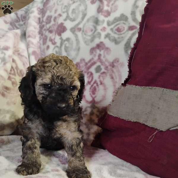 Noel, Miniature Poodle Mix Puppy