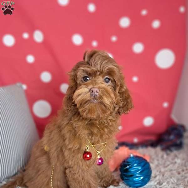 Ariel, Cockapoo Puppy