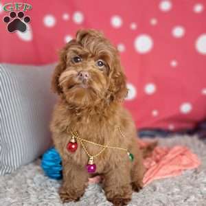 Ariel, Cockapoo Puppy