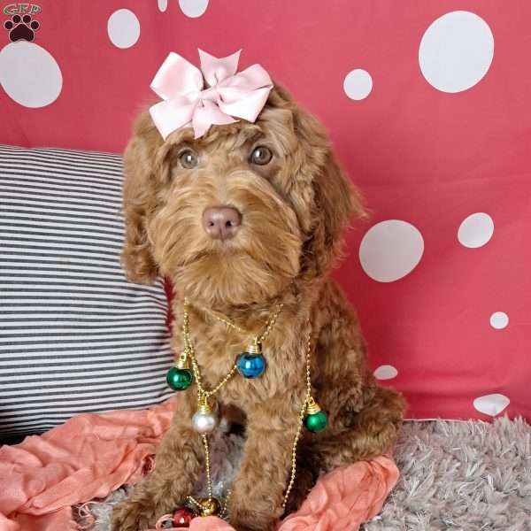 Hazel Noel, Cockapoo Puppy