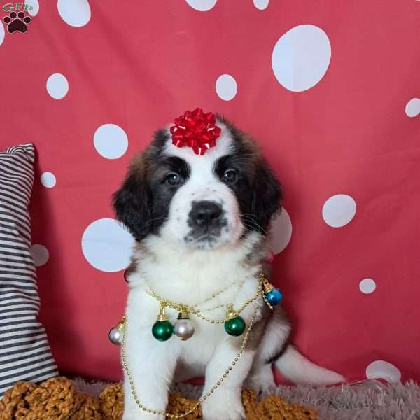 skipper, Saint Bernard Puppy