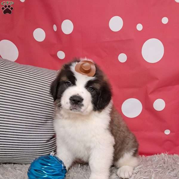 Bennett, Saint Bernard Puppy