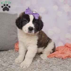 shelly, Saint Bernard Puppy