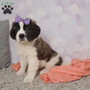 shelly, Saint Bernard Puppy