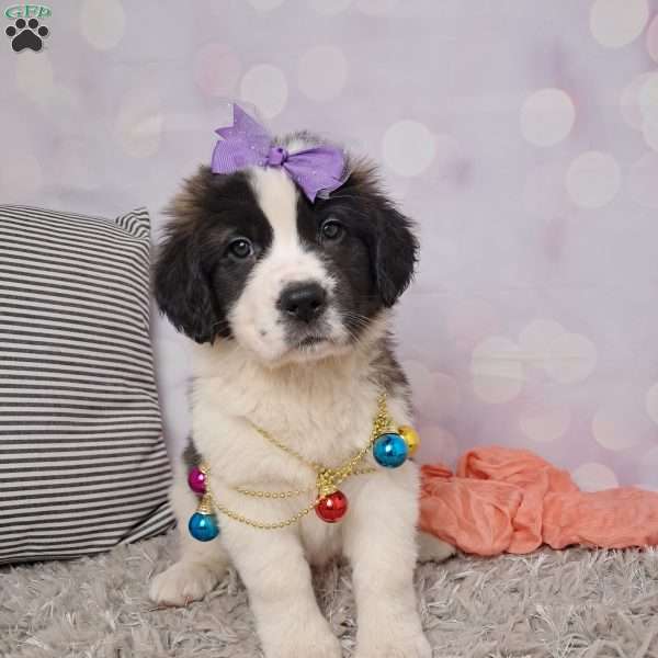 shelly, Saint Bernard Puppy