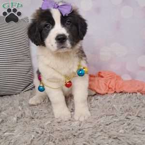 shelly, Saint Bernard Puppy