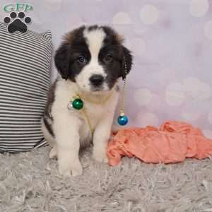 shelly, Saint Bernard Puppy