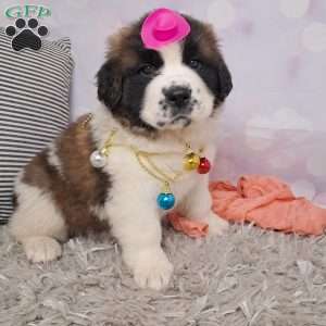 Tiffany, Saint Bernard Puppy