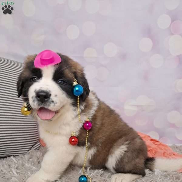 Tiffany, Saint Bernard Puppy