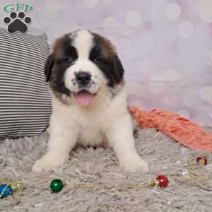 Tiffany, Saint Bernard Puppy