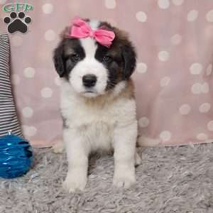 Angel, Saint Bernard Puppy