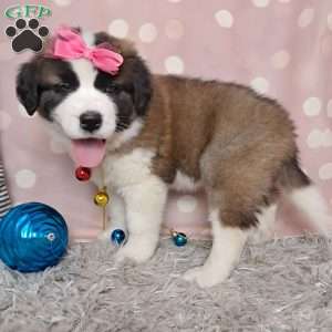 Angel, Saint Bernard Puppy