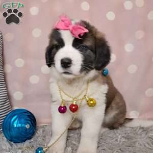 Angel, Saint Bernard Puppy